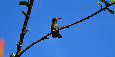 Avistaje de Aves