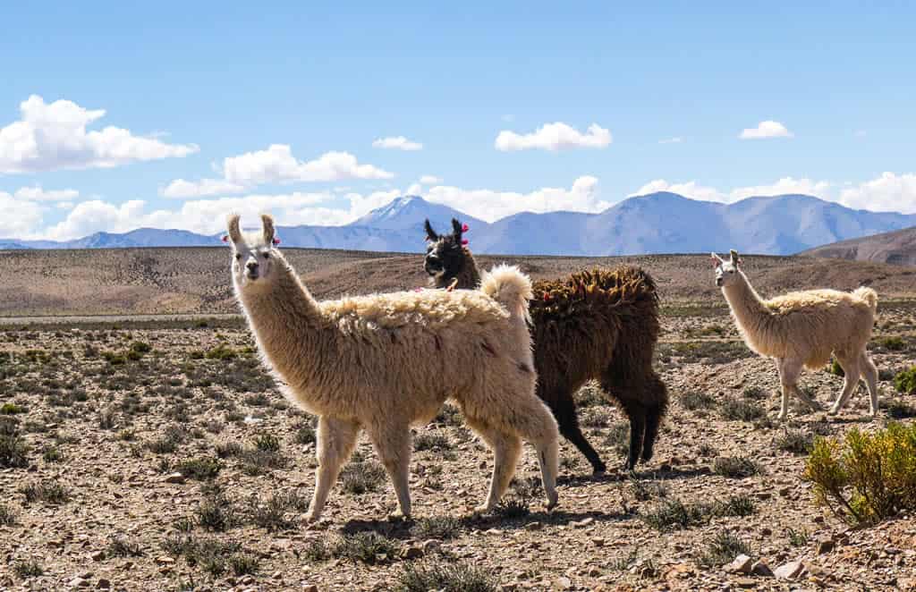 Circuitos Turísticos de Salta