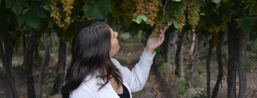 El vino Torrontés de Cafayate