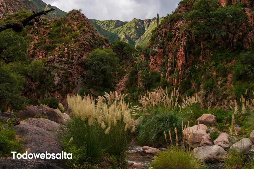 Vegetación Cascadas de Cafayate