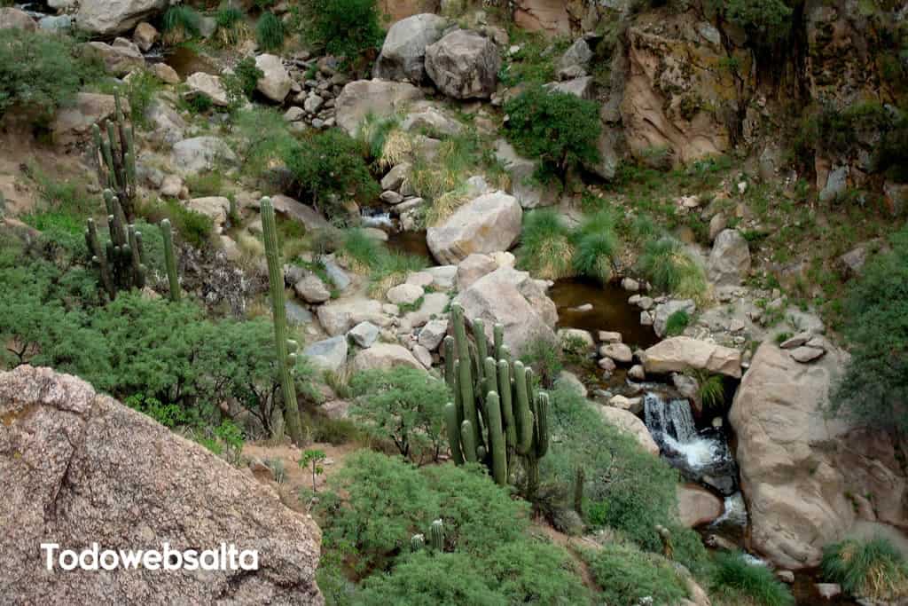 Cardones Cascadas de Cafayate