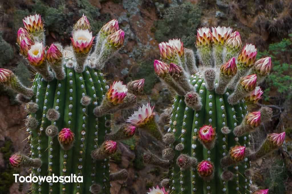 Cardones en flor Cafayate